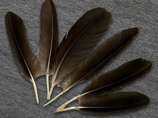 Raven feather